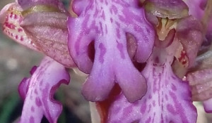 Orchidee in fiore: riparte il monitoraggio nelle Alpi Marittime