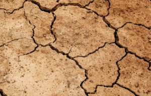 Emergenza siccità, Coldiretti: 'Occorre anticipare la stagione irrigua e diffondere la cultura della prevenzione'