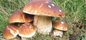 Un corso per la vendita di funghi freschi con l'Asl CN1 