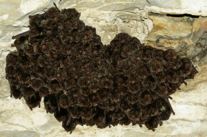 Pipistrelli ancora in letargo, rinviata l'apertura della grotta del Rio Martino a Crissolo