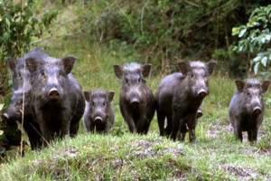Caccia di selezione al cinghiale al via l'8 aprile
