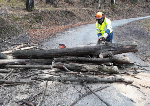 Albero abbattuto dal vento sulla strada per Valmala, rimosso dalla Protezione Civile