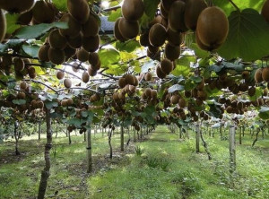 Dalla Regione Piemonte 1,8 milioni di euro per la riconversione dei frutteti di kiwi colpiti da morìa