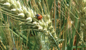 Coldiretti Cuneo: boom dell’agricoltura bio, a Neive una serata di approfondimento e degustazione