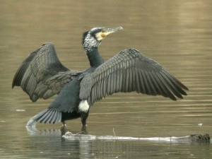 Dal 2020 un piano di tutela della trota marmorata attraverso il contenimento dei cormorani