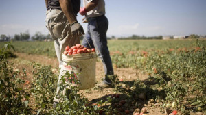 Saluzzo Migrante: 'Serve impegno per la promozione del lavoro regolare in agricoltura'