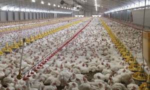 Sicurezza negli allevamenti avicoli, giovedì Confagricoltura sarà ricevuta in Regione