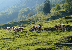 'Un giorno da transumante': da Vinadio a Mollieres insieme ad una mandria di 150 mucche