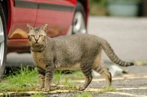 A Borgo San Dalmazzo è vietato dare da mangiare ai gatti randagi