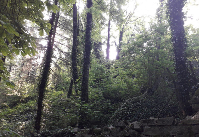 Il bosco che oggi ha inghiottito i resti della fortezza