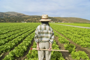Braccia restituite all'agricoltura: sempre più ragazzi cuneesi scelgono di lavorare in campagna