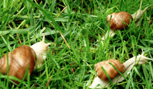 Dal Comune di Borgo San Dalmazzo un contributo per chi realizza nuovi allevamenti di chiocciole