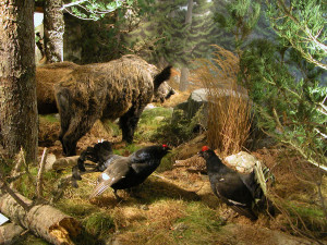 Casteldelfino, domenica 23 riapre al pubblico il Centro Visite Alevè