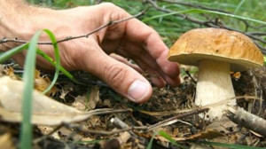 Per il 2019 non cambiano le regole per la raccolta di funghi in provincia di Cuneo