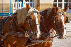 Cuneo, domenica sarà possibile fare il giro della città su una carrozza trainata da cavalli