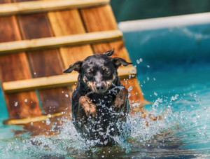 A Carrù aperta la piscina per cani 'A pelo d'acqua'