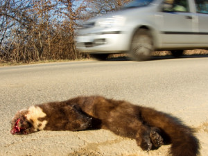 Al via un progetto per capire quanti sono gli animali selvatici uccisi dalle auto