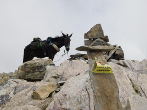 Silvano Degiovanni e la sua mula Pioggia conquistano la vetta del monte Maniglia