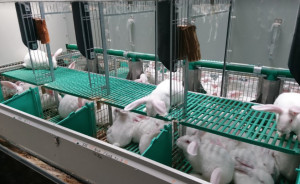 Coldiretti Piemonte sull'allevamento dei conigli: 'Valutare bene le soluzioni prima di imporle'