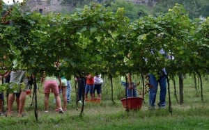 Coldiretti, voucher: 'Meno burocrazia, più lavoro: serve una semplificazione'