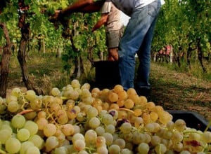 Confagricoltura sul Moscato: 'La Regione coordini lo sviluppo del comparto'