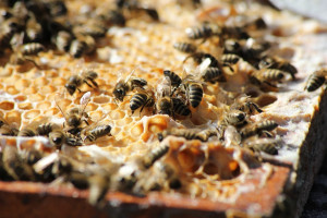 Annata amara per il miele, Confagricoltura chiede sostegni per i produttori