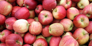 Al via la raccolta delle mele, Piemonte terzo produttore nazionale con 203 mila tonnellate