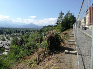 'L'amministrazione ci spieghi le cause della morìa di alberi in città'