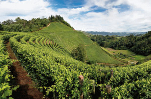 Vendemmia 2019, è record per le esportazioni di vino Made in Italy