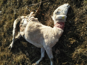 'In via di estinzione ora è la pecora delle Langhe': l'allarme di Coldiretti dopo l'attacco dei lupi a Murazzano