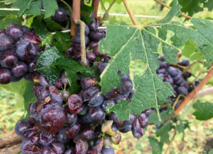 Maltempo, danni ai vigneti nell'albese, Coldiretti: 'Non tutto è perduto'