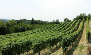'Nel doglianese nessun danno, siamo pronti per la vendemmia'