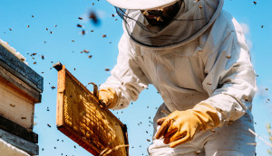 L'apicoltura piemontese alle prese con il riscaldamento globale: in arrivo contributi dalla Regione