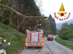 Danni alla linea Enel dopo la caduta di un albero a Barge