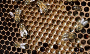 Nella Granda è emergenza frutta e miele: Coldiretti chiede lo stato di crisi