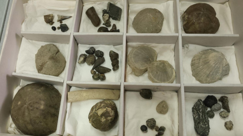 Bra: mille reperti fossili donati al museo 'Craveri'