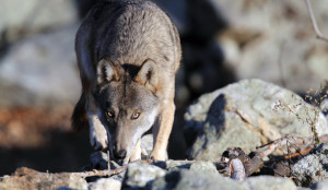 La Commissione Europea ha rinnovato la fiducia al progetto 'LIFE WolfAlps'