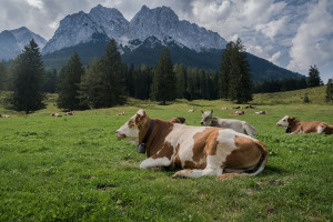 Nessuna frode sui fondi europei per gli alpeggi: assolti cinque allevatori