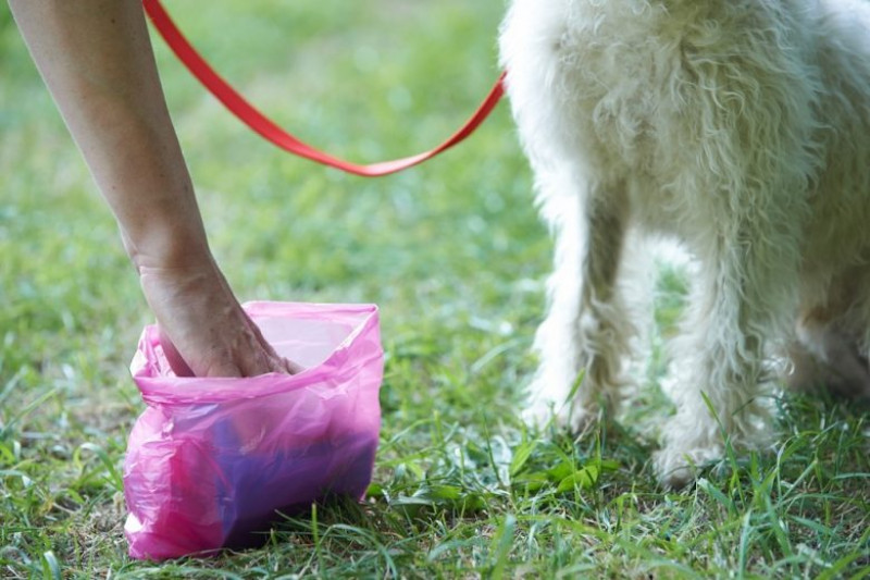 Cuneo, scatta l'ordinanza contro i padroni dei cani 'maleducati': da oggi dovranno essere muniti di attrezzatura per pulire gli escrementi