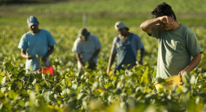 Caporalato, due anni e mezzo all’indiano che ricattava i braccianti della frutta