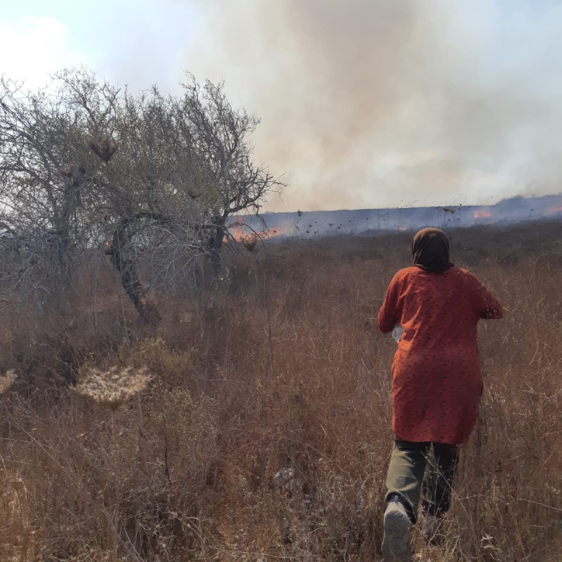 La braidese Michela Marchi tra gli ulivi in fiamme della Palestina: ‘I coloni appiccano il fuoco e attaccano i volontari’