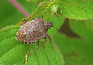Coldiretti Piemonte, cimice asiatica: 'Bene gli 80 milioni per le imprese colpite nella legge di bilancio'
