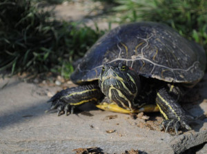 Troppo frequenti gli abbandoni di tartarughe palustri americane: apre un centro di recupero