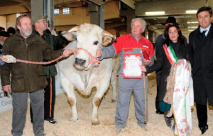 Carrù in fermento per l'edizione 109 della Fiera del Bue Grasso