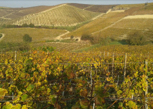 Cambiamenti climatici e agricoltura, un focus sull’innovazione in viticoltura