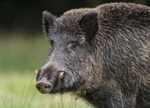 Continua il controllo sulla fauna selvatica, abbattuti altri tre cinghiali vicino alla tangenziale di Alba