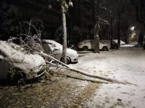 La neve novembrina spezza i rami degli alberi: strade bloccate e auto danneggiate