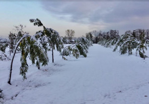 Danni da neve, Coldiretti Cuneo: 'Castagneti e noccioleti in ginocchio in tutta la Granda'