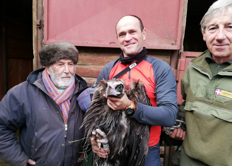 'Intrappolato' sulle alpi Marittime a causa del maltempo, un avvoltoio monaco salvato in valle Stura