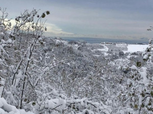 Danni da neve, Confagricoltura sollecita misure per superare l’emergenza